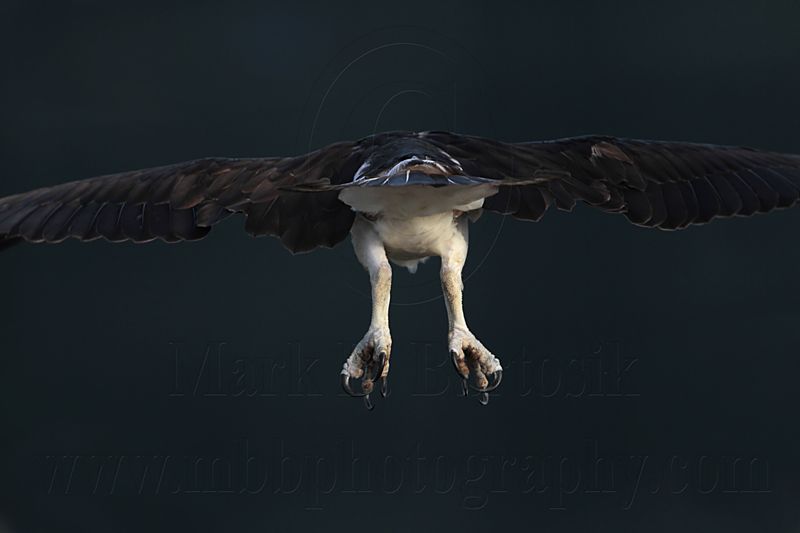 _MG_6014 Osprey.jpg