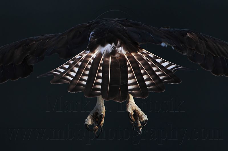 _MG_6016 Osprey.jpg