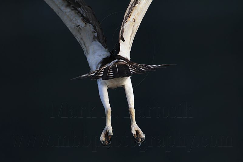 _MG_6017 Osprey.jpg