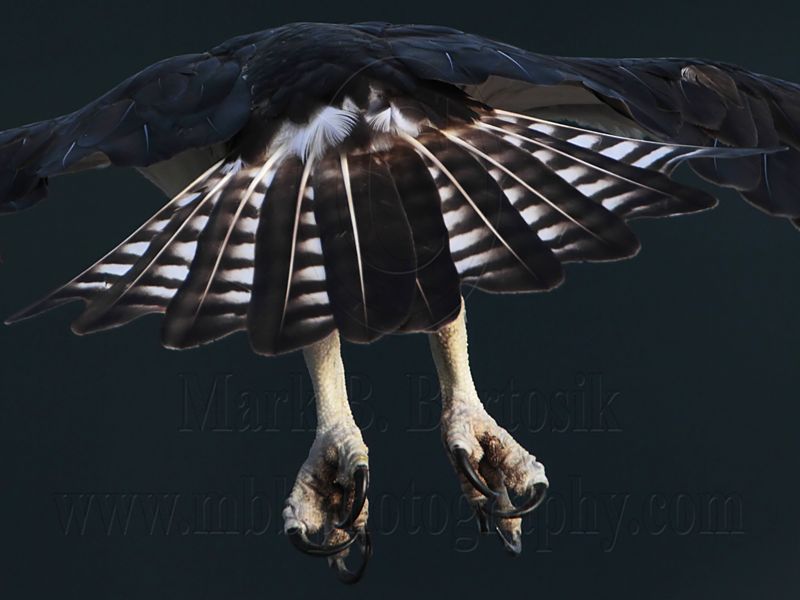 _MG_6018 Osprey.jpg