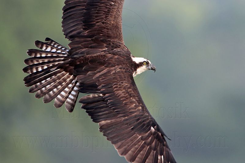 _MG_6671 Osprey.jpg