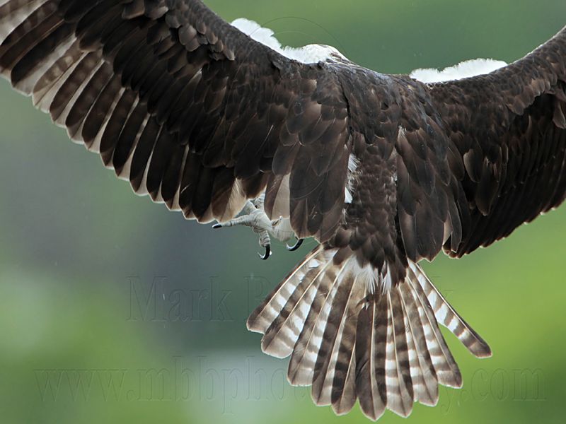 _MG_7221 Osprey.jpg