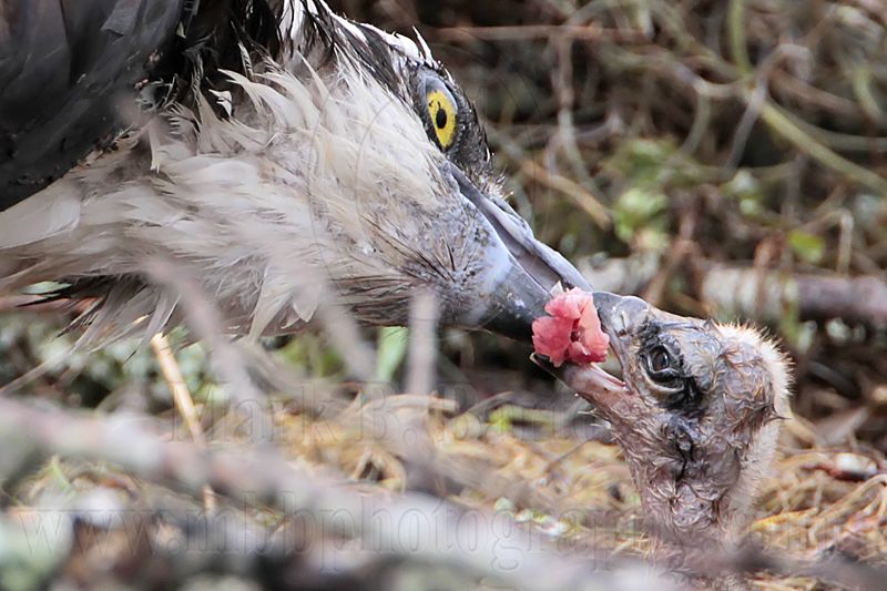 _MG_7298 Osprey.jpg