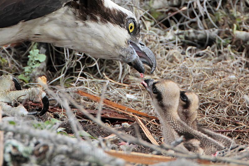 _MG_8113 Osprey.jpg