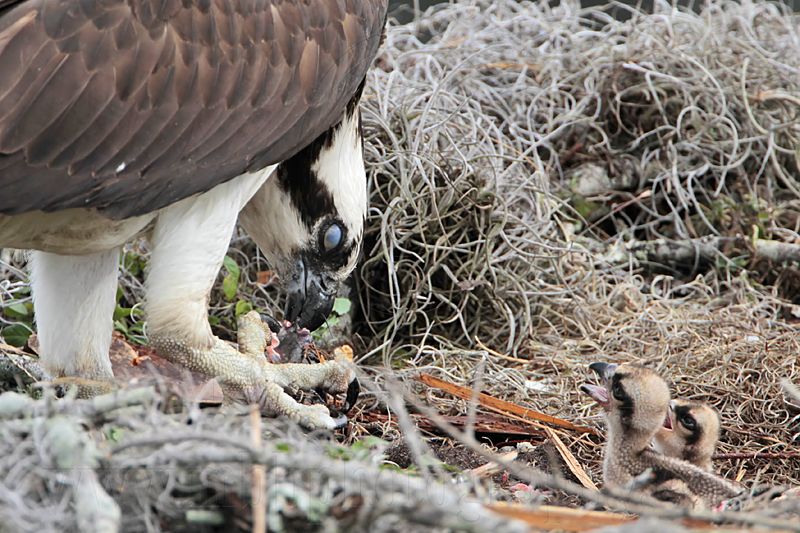 _MG_8131 Osprey.jpg