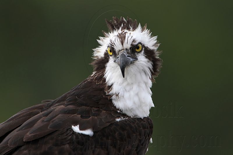 _MG_8613 Osprey.jpg