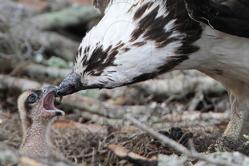 _MG_8725 Osprey.jpg