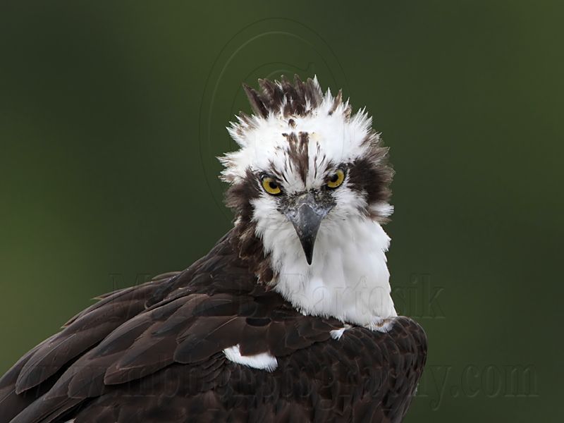 _MG_8763 Osprey.jpg