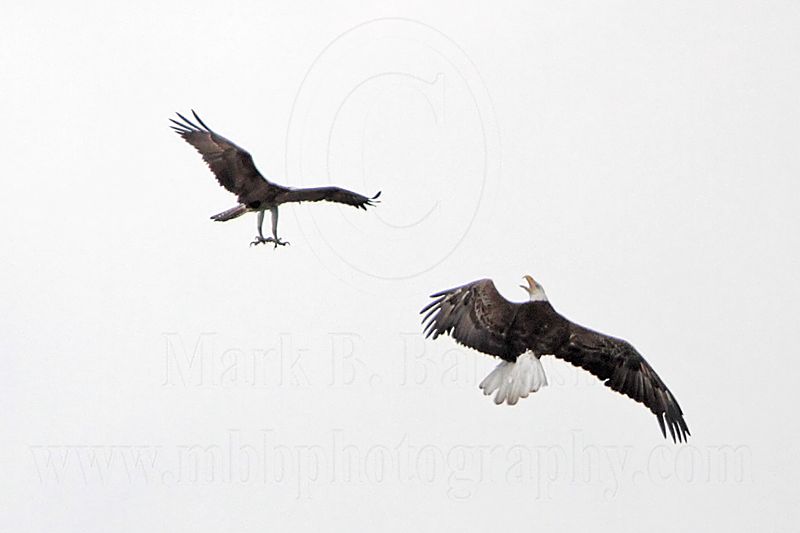 _MG_9672 Osprey - Bald Eagle.jpg