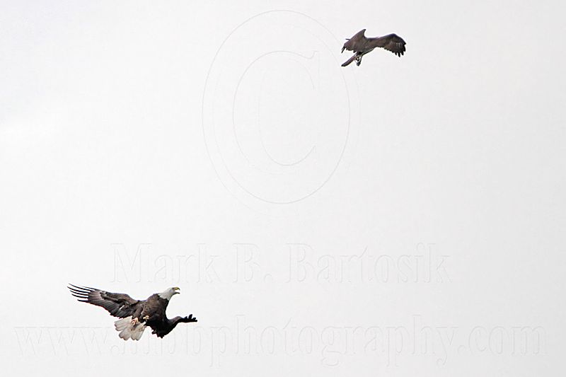 _MG_9675 Osprey - Bald Eagle.jpg