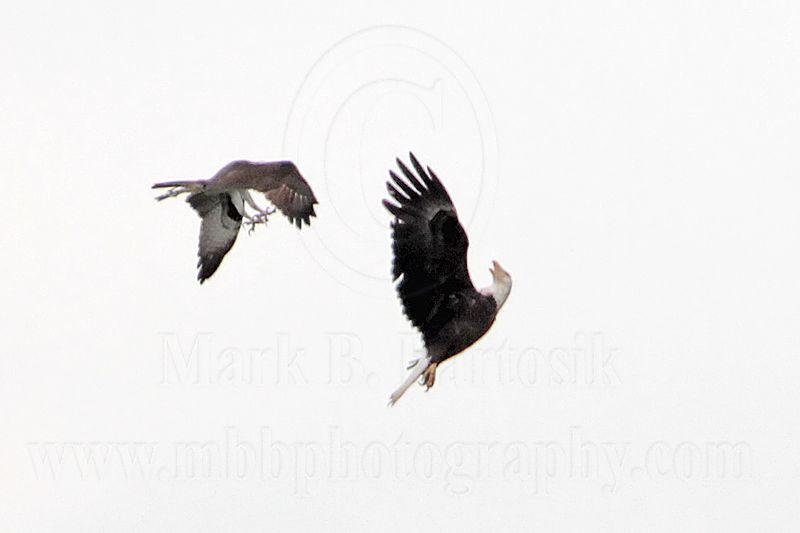 _MG_9688 Osprey - Bald Eagle.jpg