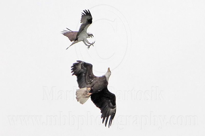 _MG_9689 Osprey - Bald Eagle.jpg