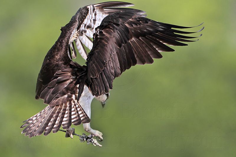 _MG_9939 Osprey.jpg