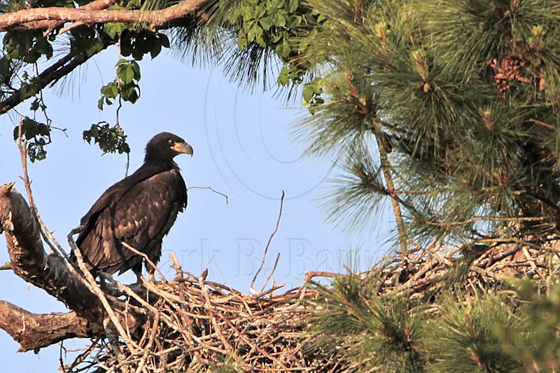 _MG_1470 Bald Eagle.jpg