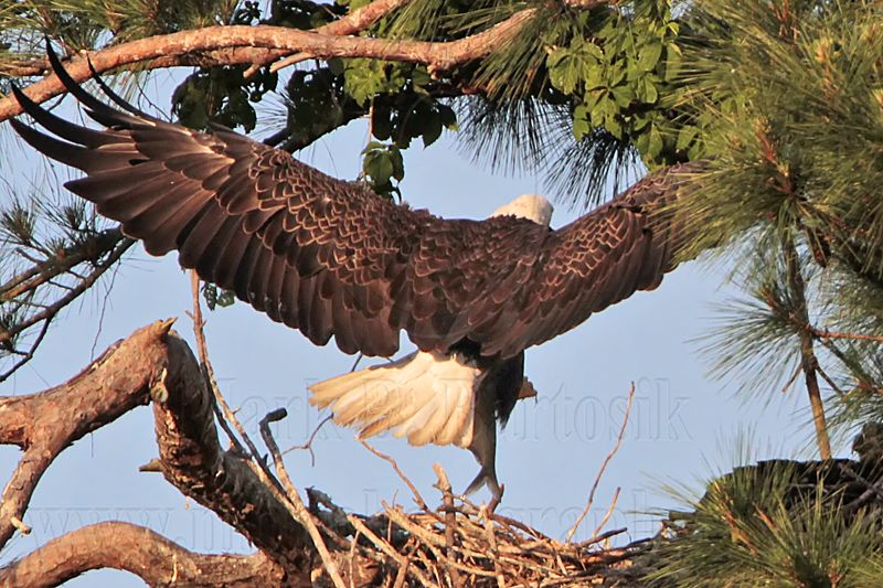 _MG_1519 Bald Eagle.jpg