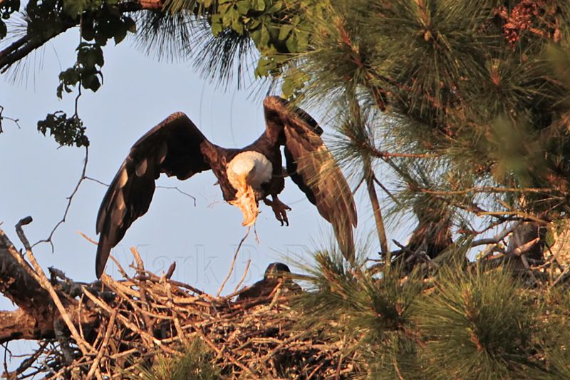 _MG_1575 Bald Eagle.jpg