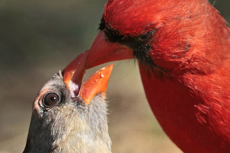 _MG_8741 Northern Cardinal.jpg