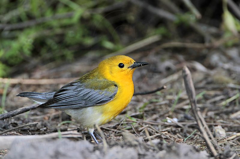 _MG_0207 Prothonotary Warbler.jpg