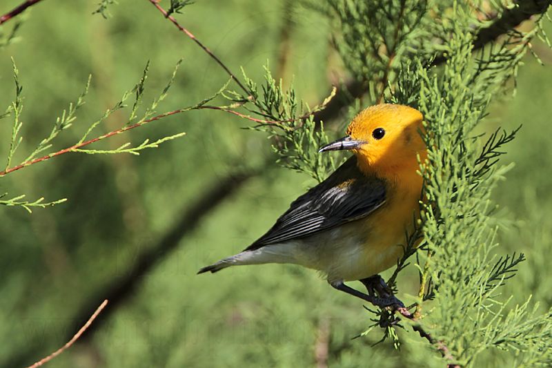 _MG_0247 Prothonotary Warbler.jpg