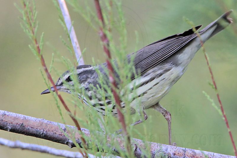 _MG_0869 Northern Waterthrush.jpg