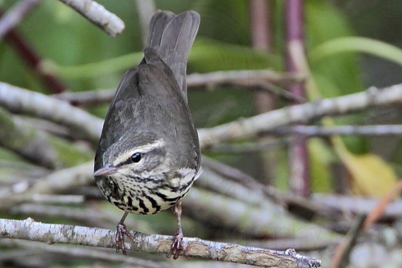 _MG_0925 Northern Waterthrush.jpg
