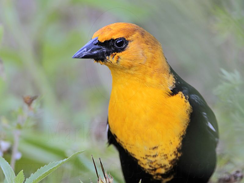 _MG_1950 Yellow-headed Blackbird.jpg