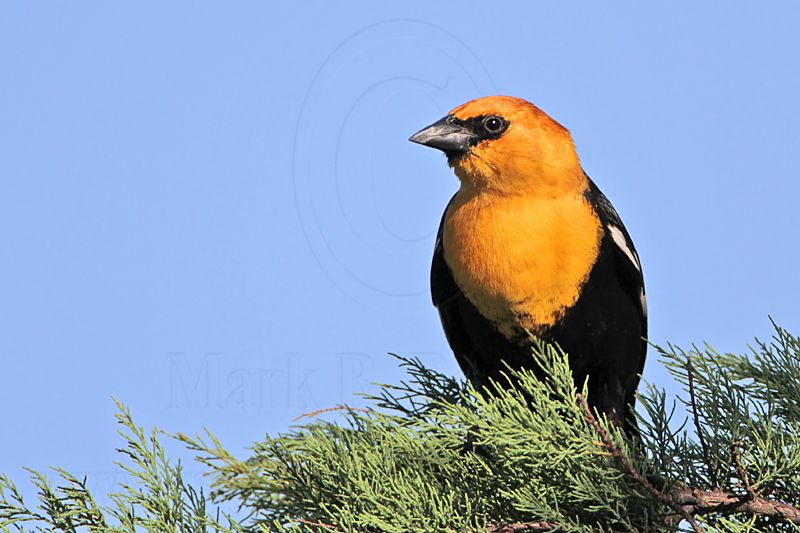 _MG_1982 Yellow-headed Blackbird.jpg