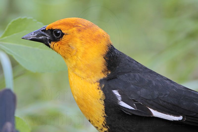 _MG_2096 Yellow-headed Blackbird.jpg