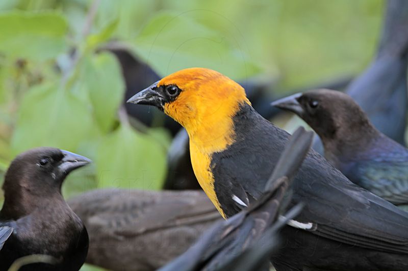 _MG_2114 Yellow-headed Blackbird.jpg
