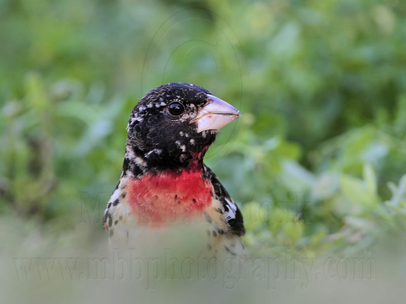 _MG_2655 Rose-breasted Grosbeak.jpg