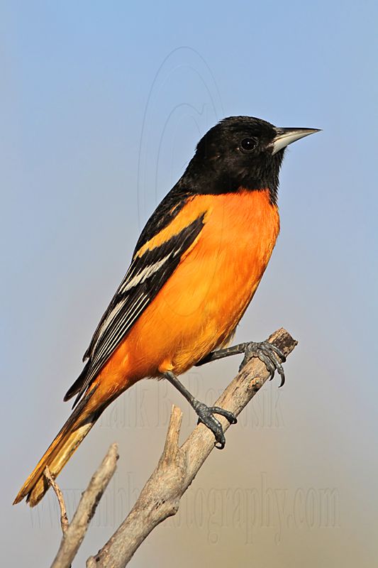 _MG_3010 Baltimore Oriole.jpg