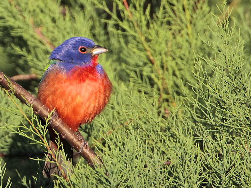 _MG_3364 Painted Bunting.jpg