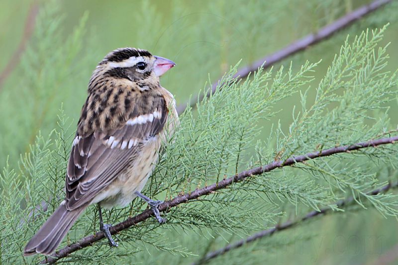 _MG_3472 Rose-breasted Grosbeak.jpg