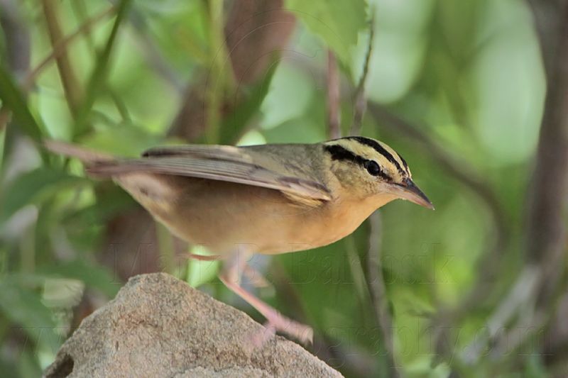 _MG_6878 Worm-eating Warbler.jpg