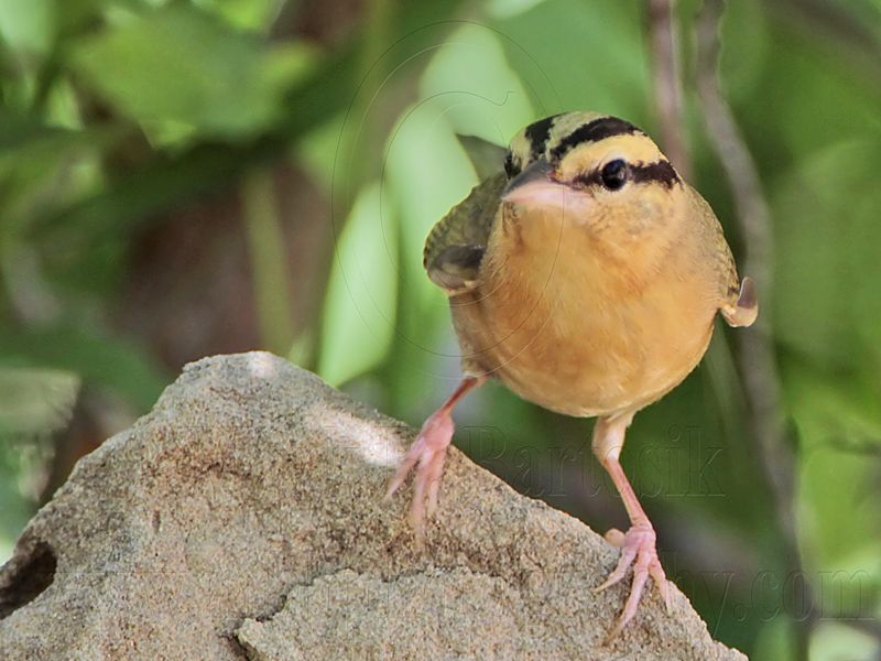 _MG_6882 Worm-eating Warbler.jpg
