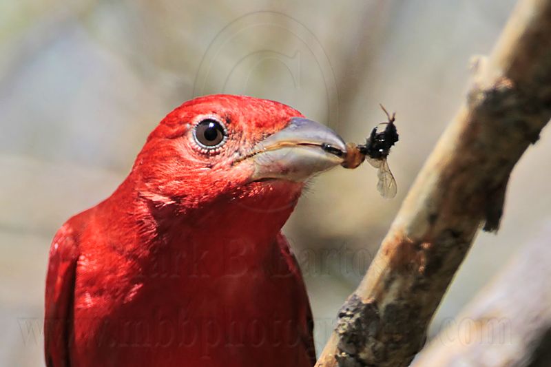 _MG_7605 Summer Tanager.jpg