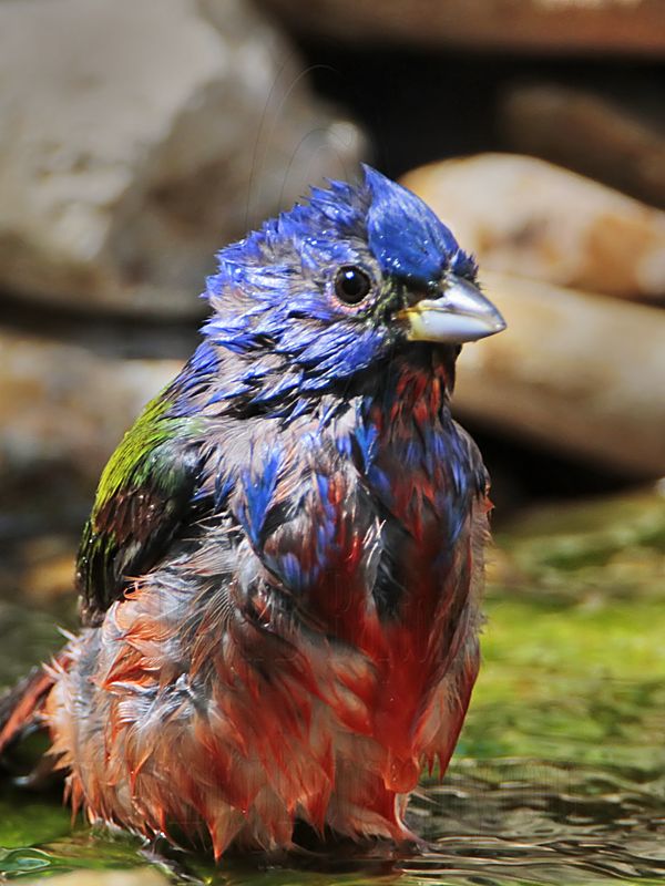 _MG_8013 Painted Bunting.jpg