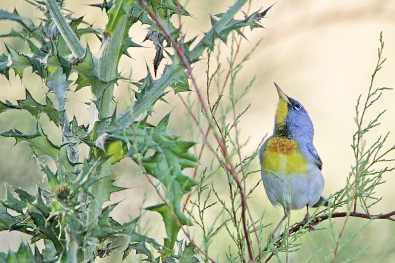 _MG_9125 Northern Parula.jpg