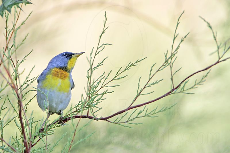 _MG_9139 Northern Parula.jpg