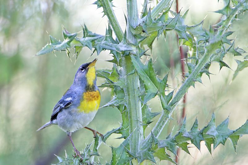 _MG_9204 Northern Parula.jpg