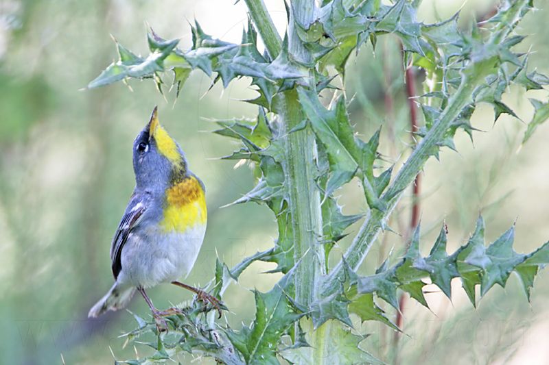 _MG_9227 Northern Parula.jpg