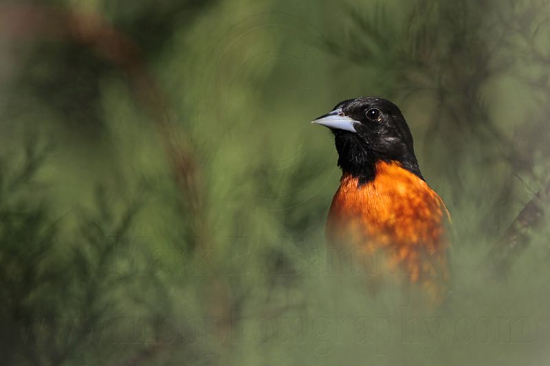_MG_9440 Baltimore Oriole.jpg