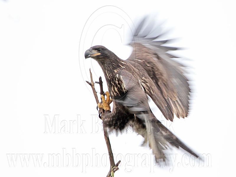 _MG_7525 Bald Eagle.jpg