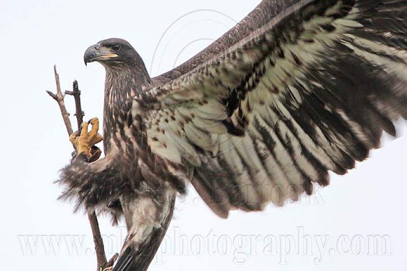 _MG_7524 Bald Eagle.jpg