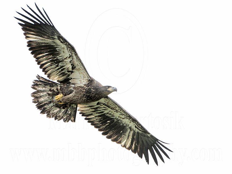 _MG_8022 Bald Eagle.jpg