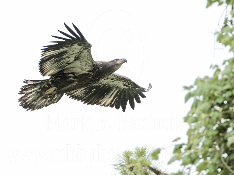 _MG_8033 Bald Eagle.jpg