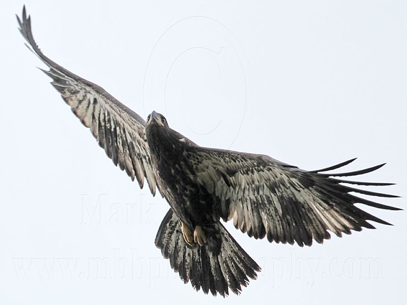 _MG_9596 Bald Eagle.jpg