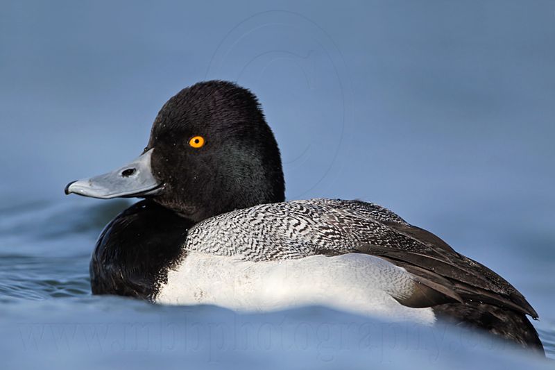 _MG_0114 Lesser Scaup.jpg