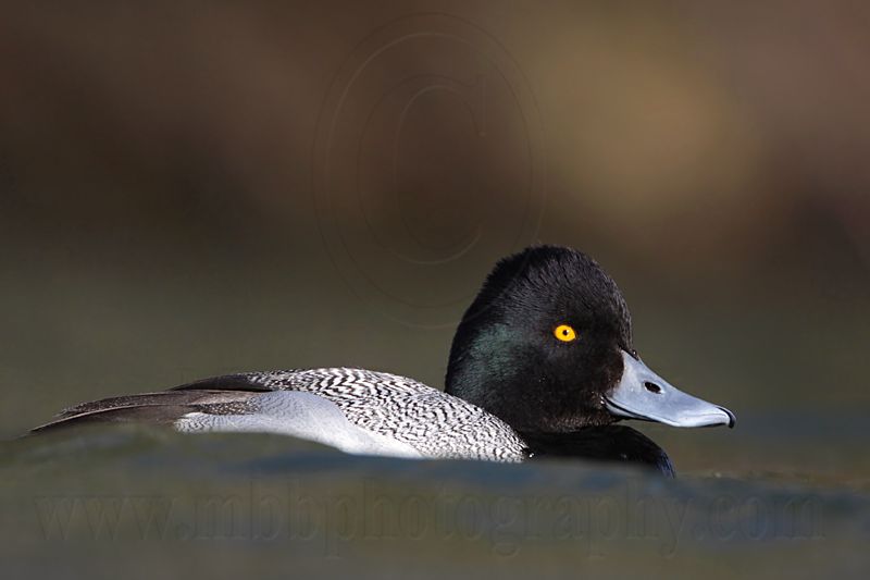 _MG_0258 Lesser Scaup.jpg
