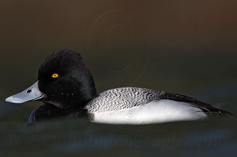 _MG_0343 Lesser Scaup.jpg